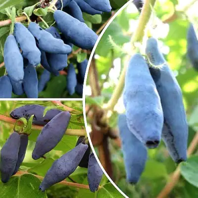 Комплект СЛАДКИЕ ХИТЫ в Калинковичах