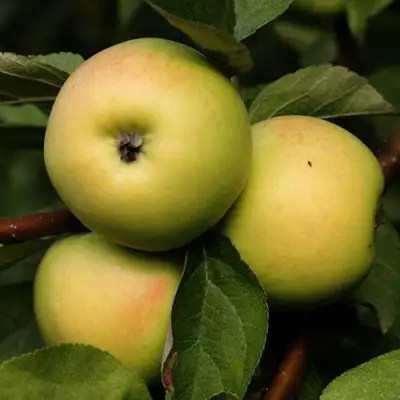 Яблоня ДАНИЛА в Калинковичах