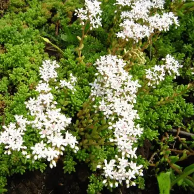 Очиток (седум) ХЛОРОТИКУМ белый в Калинковичах