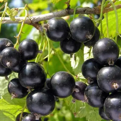 Смородина чёрная НЕСТЕР КОЗИН в Калинковичах