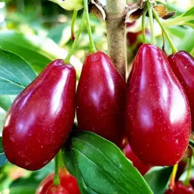 Кизил ВЛАДИМИРСКИЙ в Калинковичах