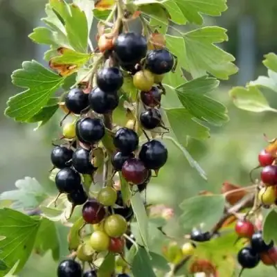 Смородина золотистая ПЛОТНОМЯСАЯ в Калинковичах