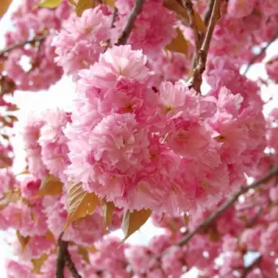 САКУРА  в Калинковичах