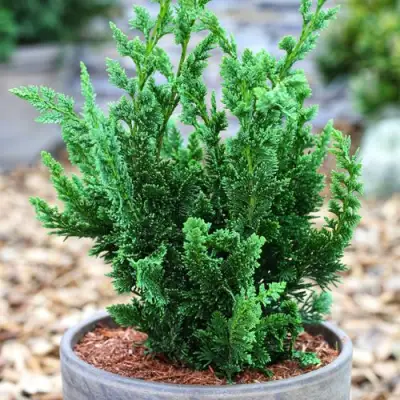 Кипарисовик ВИСЕЛЛИ лавсона в Калинковичах