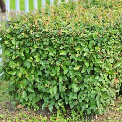 Кизильник блестящий в Калинковичах