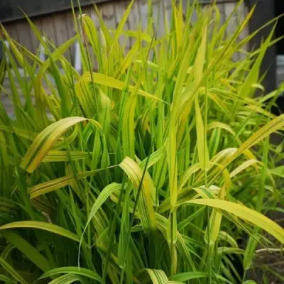 Фалярис АРКТИК САН тростниковый в Калинковичах