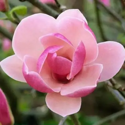 Магнолия РУСТИКА РУМБА в Калинковичах