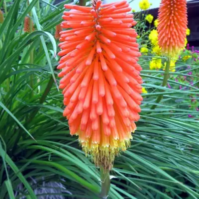 Книфофия БЕНГАЛ ФАЕР гибридная в Калинковичах