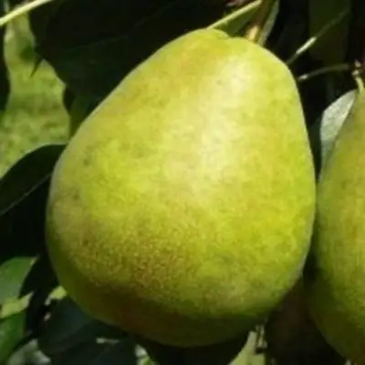 Груша ЛАГОДНАЯ в Калинковичах