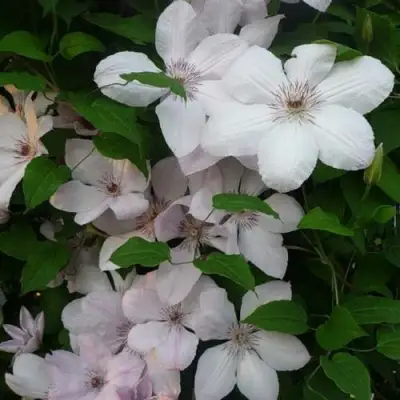 Клематис ИОАНН ПАВЕЛ 2 в Калинковичах