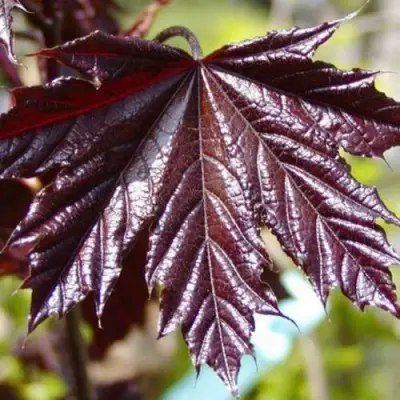 Клен КРИМСОН КИНГ остролистный в Калинковичах