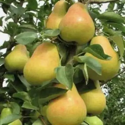 Груша ЛЮБИМИЦА ЯКОВЛЕВА в Калинковичах