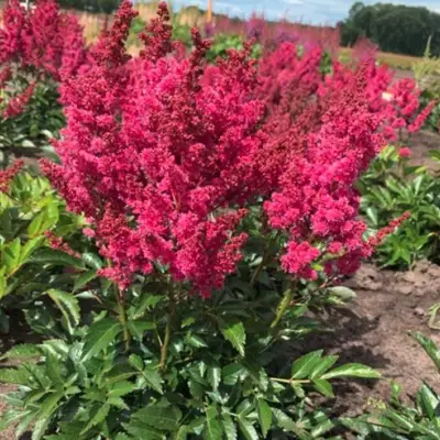 Астильба ЛАКИ ДЕЙ Арендса в Калинковичах