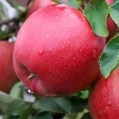 Яблоня ЧЕМПИОН в Калинковичах