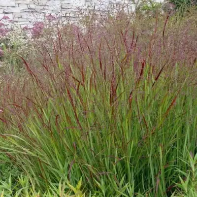 Просо ШЕНАНДО прутьевидное в Калинковичах