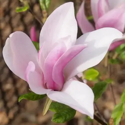Магнолия БЕТТИ в Калинковичах