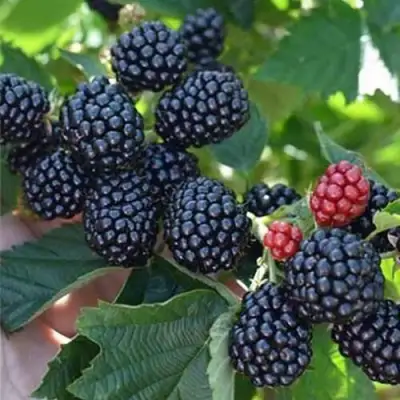 Ежевика ПОЛАР бесшипная  в Калинковичах