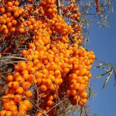 Облепиха СУДАРУШКА в Калинковичах