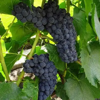 Виноград ВЭЛИАНТ в Калинковичах