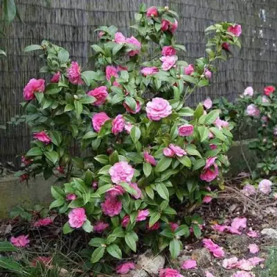 Камелия ДЕББИ в Калинковичах