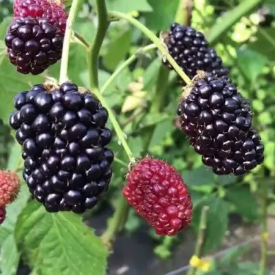 Ежевика ПРАЙМ АРК ФРИДОМ ремонтантная  в Калинковичах