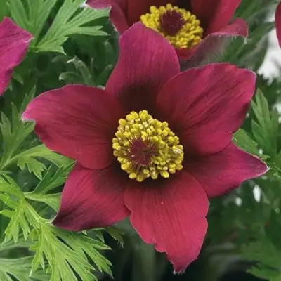 Прострел ПИНВИЛ РЕД ШЕЙДЕС в Калинковичах