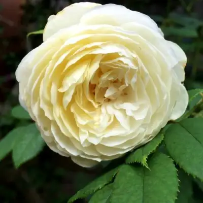 Роза КЛЭР ОСТИН английская в Калинковичах