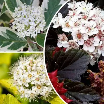 Комплект ЯРКАЯ ВСПЫШКА в Калинковичах