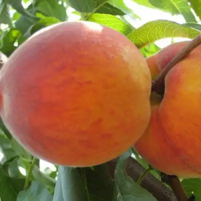 Персик СОЧНЫЙ в Калинковичах