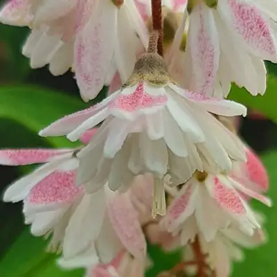 Дейция РОЗЕА ПЛЕНА в Калинковичах