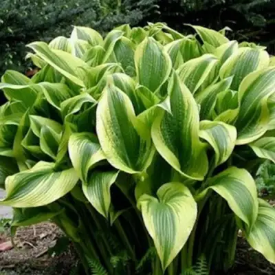 Хоста АУРЕОМАРГИНАТА в Калинковичах