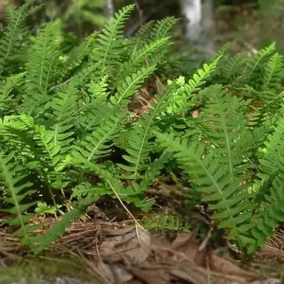 Многоножка обыкновенная в Калинковичах