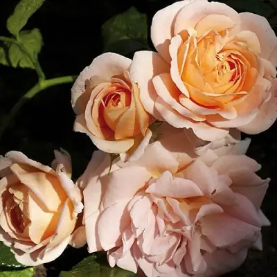 Роза ГЕЙША чайно-гибридная в Калинковичах