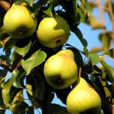 Груша НЕЖНОСТЬ колонновидная	 в Калинковичах