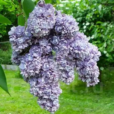 Сирень АМИ ШОТТ в Калинковичах