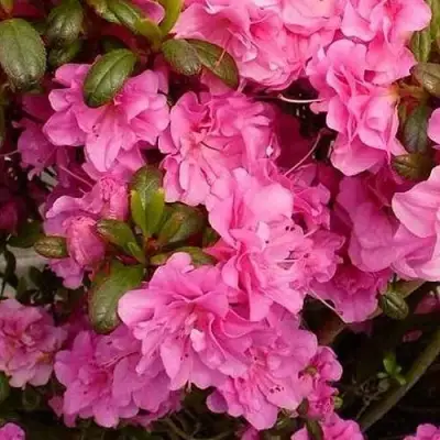 Азалия ПЕТТИКОУТ японская в Калинковичах