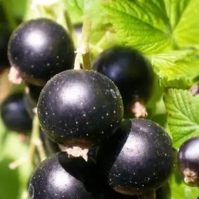 Смородина черная ЧЕРНООКАЯ в Калинковичах