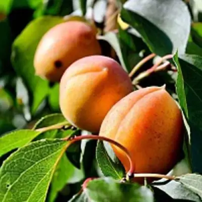 Абрикос БАЙ в Калинковичах