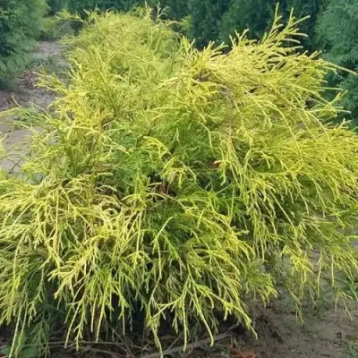 Кипарисовик ФИЛИФЕРА АУРЕА горохоплодный в Калинковичах