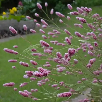 Кровохлебка РОК ЭНД РОЛЛ в Калинковичах