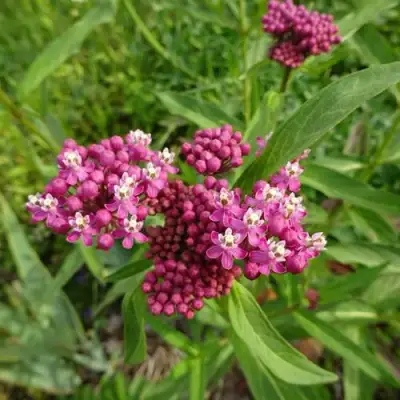 Ваточник МЯСО-КРАСНЫЙ в Калинковичах