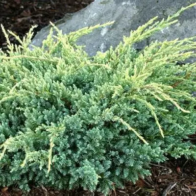 Можжевельник ХОЛГЕР чешуйчатый в Калинковичах