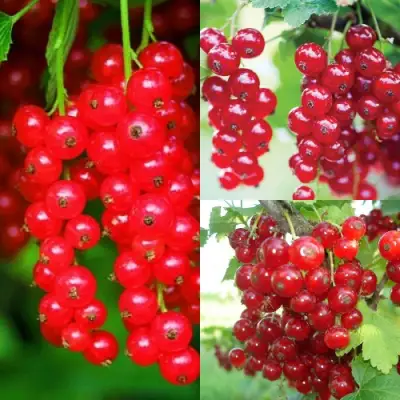 Комплект КРАСНЫЙ УРОЖАЙ в Калинковичах