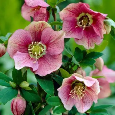 Морозник ВОСТОЧНЫЙ в Калинковичах