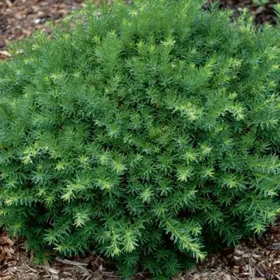 Тис ХИКСИ средний в Калинковичах