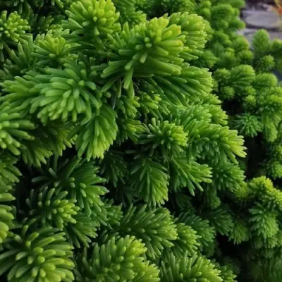 Ель ЛИТЛ ДЖЕМ обыкновенная в Калинковичах