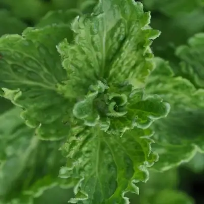 Мята КРИСПА в Калинковичах