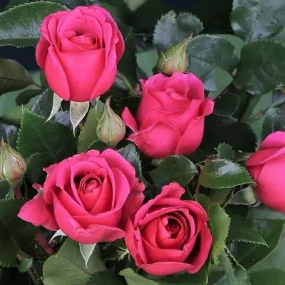 Роза ЛАВ ЛЕТТЕР флорибунда в Калинковичах