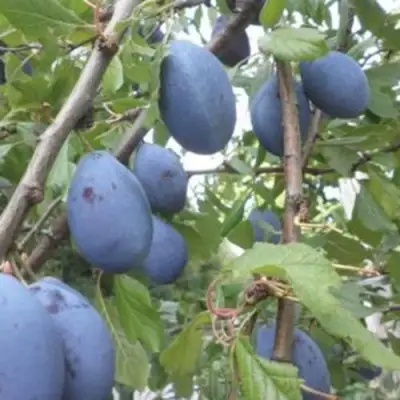 Слива ГИЛЬБЕРТ в Калинковичах