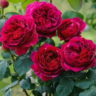 Роза КЕЙТ английская в Калинковичах